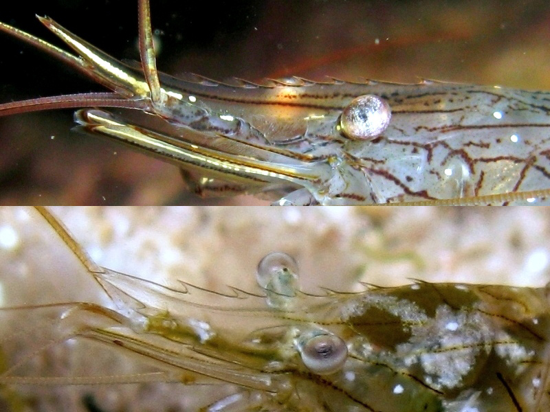 Differenze tra Palaemon serratus e Palaemon elegans